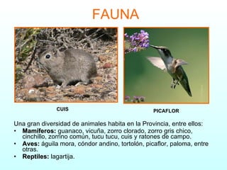 FAUNA Una gran diversidad de animales habita en la Provincia, entre ellos:  Mamíferos:  guanaco, vicuña, zorro clorado, zorro gris chico, cinchillo, zorrino común, tucu tucu, cuis y ratones de campo. Aves:  águila mora, cóndor andino, tortolón, picaflor, paloma, entre otras. Reptiles:  lagartija. CUIS PICAFLOR 
