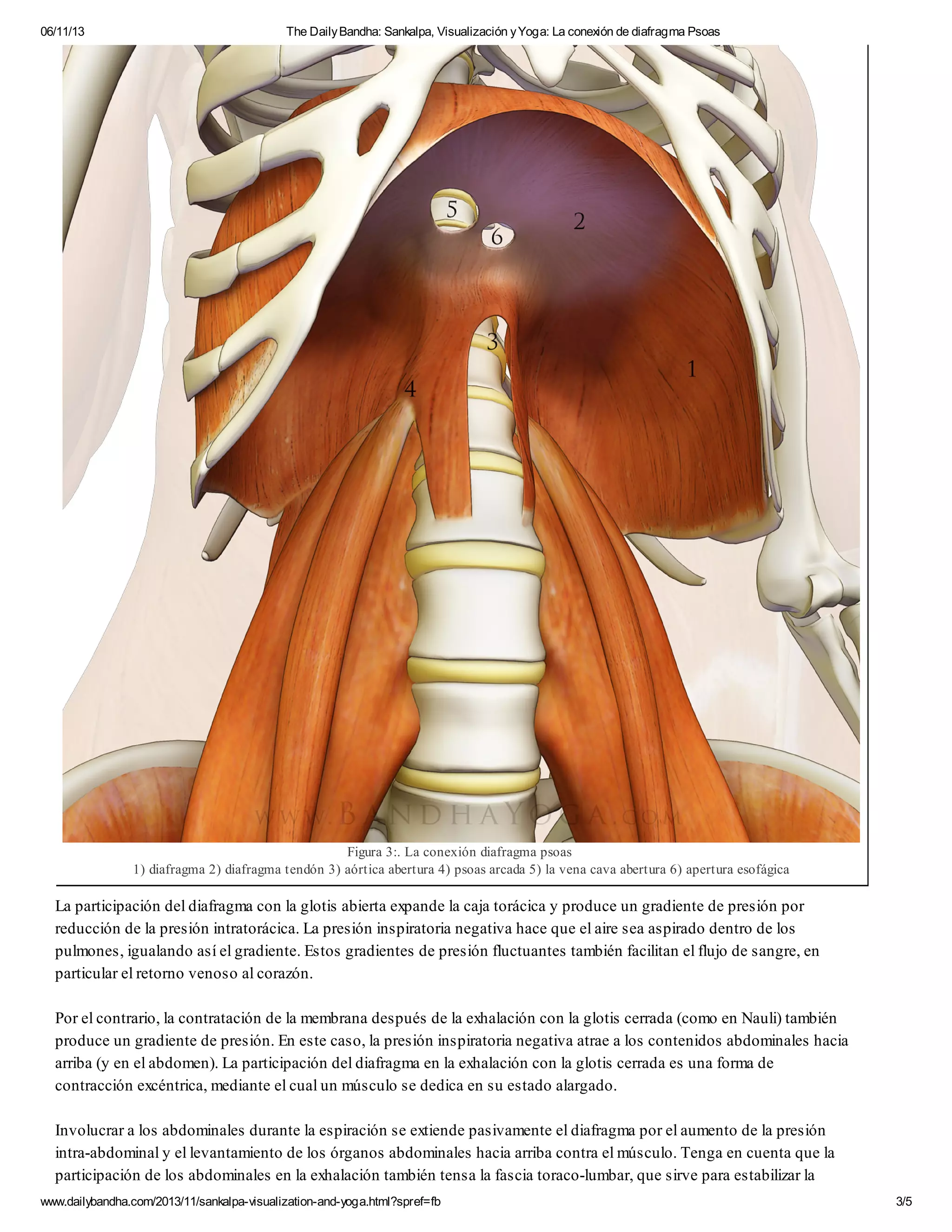 Sankalpa, visualización y yoga la conexión de diafragma psoas | PDF