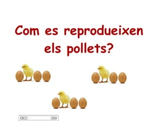 Com es reprodueixen
els pollets?
 