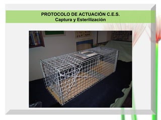PROTOCOLO DE ACTUACIÓN C.E.S.
Captura y Esterilización

 