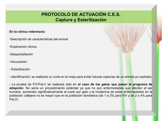 PROTOCOLO DE ACTUACIÓN C.E.S.
Captura y Esterilización
En la clínica veterinaria:
-Descripción de características del animal
-Exploración clínica
-Desparasitación
-Vacunación
- Esterilización
- Identificación: se realizará un corte en la oreja para evitar futuras capturas de un animal ya castrado.
- La prueba de FIV/FeLV se realizará sólo en el caso de los gatos que pasan al programa de
adopción. No sería un procedimiento estándar ya que no son enfermedades que afecten al ser
humano, aumentan significativamente el costo por gato y la incidencia de estas enfermedades en la
población callejera no es mayor que en la población doméstica (de 1 a 2% para FIV y de 2 a 4% para
FeLV).

 