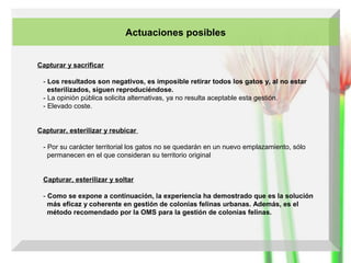 Actuaciones posibles
Capturar y sacrificar
- Los resultados son negativos, es imposible retirar todos los gatos y, al no estar
esterilizados, siguen reproduciéndose.
- La opinión pública solicita alternativas, ya no resulta aceptable esta gestión.
- Elevado coste.
Capturar, esterilizar y reubicar
- Por su carácter territorial los gatos no se quedarán en un nuevo emplazamiento, sólo
permanecen en el que consideran su territorio original
Capturar, esterilizar y soltar
- Como se expone a continuación, la experiencia ha demostrado que es la solución
más eficaz y coherente en gestión de colonias felinas urbanas. Además, es el
método recomendado por la OMS para la gestión de colonias felinas.

 