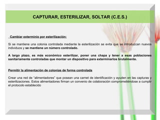 CAPTURAR, ESTERILIZAR, SOLTAR (C.E.S.)

Cambiar exterminio por esterilización:
Si se mantiene una colonia controlada mediante la esterilización se evita que se introduzcan nuevos
individuos y se mantiene un número controlado.
A largo plazo, es más económico esterilizar, poner una chapa y tener a esas poblaciones
sanitariamente controladas que montar un dispositivo para exterminarlos brutalmente.
Permitir la alimentación de colonias de forma controlada
Crear una red de “alimentadores” que posean una carnet de identificación y ayuden en las capturas y
esterilizaciones. Estos alimentadores firman un convenio de colaboración comprometiéndose a cumplir
el protocolo establecido

 