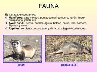 FAUNA Es variada, encontramos: Mamíferos:  gato montés, puma, comadrea overa, hurón, liebre, quirquincho, jabalí, etc. Aves:  ñandú, perdiz, cóndor, águila, halcón, patos, tero, hornero, jilguero, y otras.  Reptiles:  serpiente de cascabel y de la cruz, lagartos grises, etc. HURÓN QUIRQUINCHO 