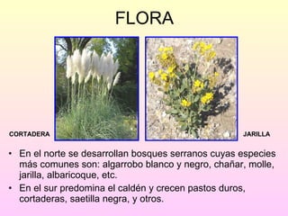 FLORA En el norte se desarrollan bosques serranos cuyas especies más comunes son: algarrobo blanco y negro, chañar, molle, jarilla, albaricoque, etc. En el sur predomina el caldén y crecen pastos duros, cortaderas, saetilla negra, y otros. CORTADERA JARILLA 