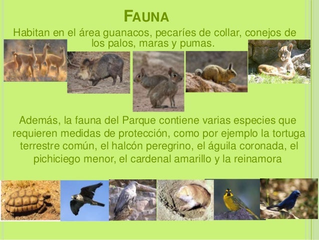San luis, aspecto físico