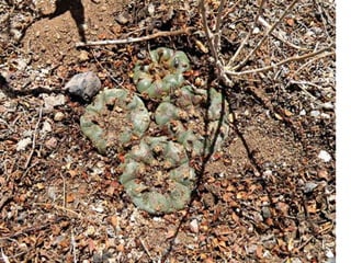 Sangre de los dioses
         danzan
 en forma de xicuri
 