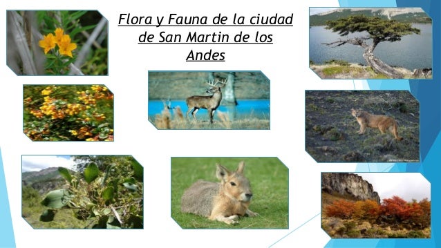Resultado de imagen para flora Y FAUNA de san martin