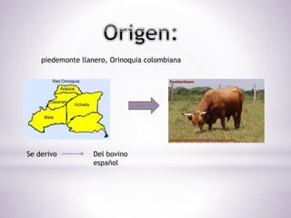piedemonte llanero, Orinoquia colombiana
Se derivo Del bovino
español
 