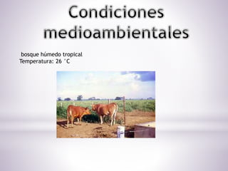 bosque húmedo tropical
Temperatura: 26 °C
 