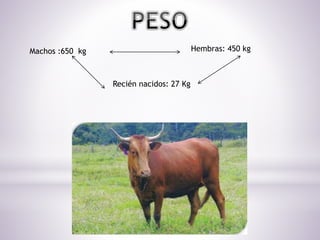 Machos :650 kg Hembras: 450 kg
Recién nacidos: 27 Kg
 