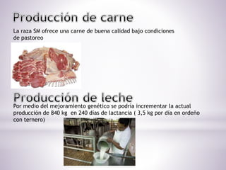 La raza SM ofrece una carne de buena calidad bajo condiciones
de pastoreo
Por medio del mejoramiento genético se podría incrementar la actual
producción de 840 kg en 240 días de lactancia ( 3,5 kg por día en ordeño
con ternero)
 