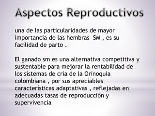 una de las particularidades de mayor
importancia de las hembras SM , es su
facilidad de parto .
El ganado sm es una alternativa competitiva y
sustentable para mejorar la rentabilidad de
los sistemas de cria de la Orinoquia
colombiana , por sus apreciables
características adaptativas , reflejadas en
adecuadas tasas de reproducción y
supervivencia
 