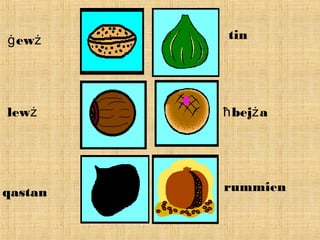 ewġ ż
lewż
qastan
tin
bej aħ ż
rummien
 