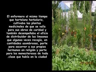 El enfermero al mismo tiempo
que hortelano herbolario,
cultivaba las plantas
medicinales de que se valía
para sus obras de caridad y
también desempeñaba el oficio
de distribuidor de las limosnas
que algunas veces recogía, en
cantidades asombrosas, parte
para socorrer a sus propios
hermanos en religión y parte
para los menesterosos de toda
clase que había en la ciudad.
 