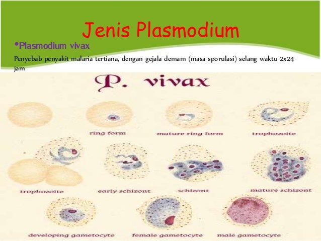 Protista kelas x