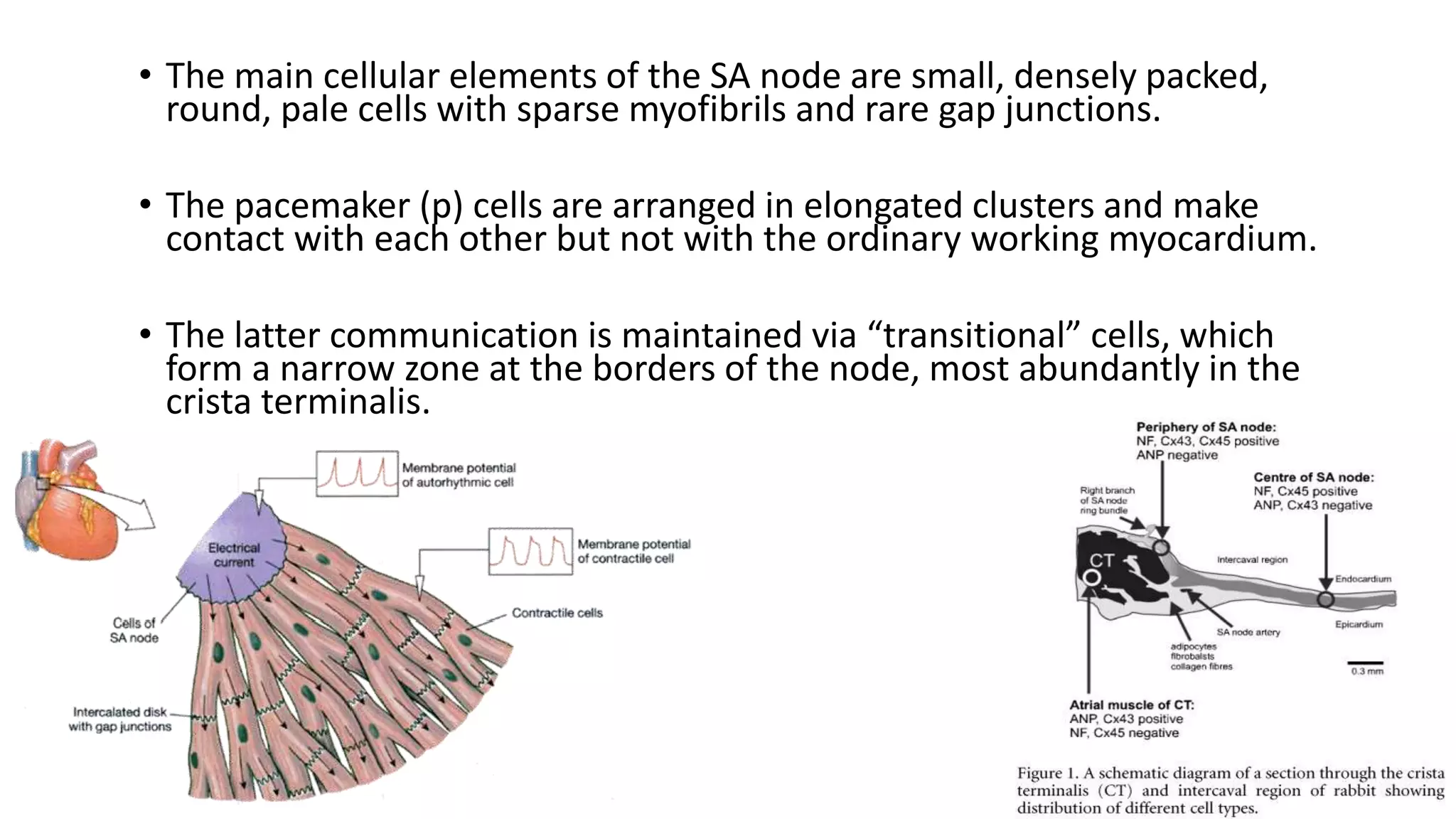 • The main cellular elements of the SA node are small, densely packed,
round, pale cells with sparse myofibrils and rare gap junctions.
• The pacemaker (p) cells are arranged in elongated clusters and make
contact with each other but not with the ordinary working myocardium.
• The latter communication is maintained via “transitional” cells, which
form a narrow zone at the borders of the node, most abundantly in the
crista terminalis.
 