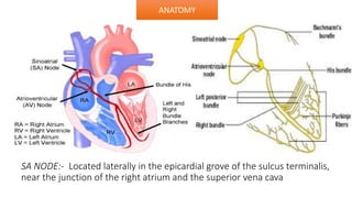 SA NODE:- Located laterally in the epicardial grove of the sulcus terminalis,
near the junction of the right atrium and the superior vena cava
ANATOMY
 