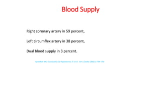 Blood Supply
Right coronary artery in 59 percent,
Left circumflex artery in 38 percent,
Dual blood supply in 3 percent.
Kyrialikdis MK, Kouraouklis CB, Papaioannou JT, et al.. Am J Cardiol 1983;51:749–750
 