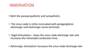 INNERVATION
• Both the parasympathetic and sympathetic.
• The sinus node is richly innervated with postganglionic
adrenergic and cholinergic nerve terminals.
• Vagal stimulation-- slows the sinus node discharge rate and
increases the intranodal conduction time.
• Adrenergic stimulation increases the sinus node discharge rate
 