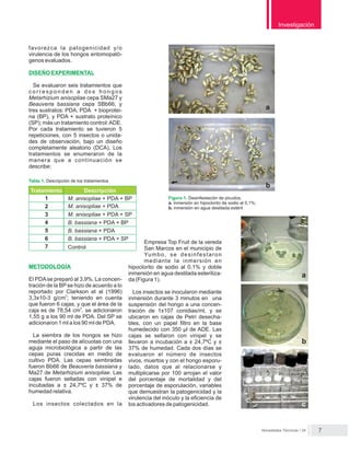 favorezca la patogenicidad y/o
virulencia de los hongos entomopató-
genos evaluados.
DISEÑO EXPERIMENTAL
Se evaluaron seis tratamientos que
c o r r e s p o n d e n a d o s h o n g o s
Metarhizium anisopliae cepa SMa27 y
Beauveria bassiana cepa SBb66; y
tres sustratos: PDA, PDA + bioprotei-
na (BP), y PDA + sustrato proteínico
(SP); más un tratamiento control:ADE.
Por cada tratamiento se tuvieron 5
repeticiones, con 5 insectos o unida-
des de observación, bajo un diseño
completamente aleatorio (DCA). Los
tratamientos se enumeraron de la
manera que a continuación se
describe:
Empresa Top Fruit de la vereda
San Marcos en el municipio de
Yumbo, se desinfestaron
mediante la inmersión en
hipoclorito de sodio al 0,1% y doble
inmersión en agua destilada esteriliza-
da (Figura 1).
Los insectos se inocularon mediante
inmersión durante 3 minutos en una
suspensión del hongo a una concen-
tración de 1x107 conidias/ml, y se
ubicaron en cajas de Petri desecha-
bles, con un papel ﬁltro en la base
humedecido con 350 µl de ADE. Las
cajas se sellaron con vinipel y se
llevaron a incubación a ± 24,7ºC y ±
37% de humedad. Cada dos días se
evaluaron el número de insectos
vivos, muertos y con el hongo esporu-
lado, datos que al relacionarse y
multiplicarse por 100 arrojan el valor
del porcentaje de mortalidad y del
porcentaje de esporulación, variables
que demuestran la patogenicidad y la
virulencia del inóculo y la eﬁciencia de
los activadores de patogenicidad.
Novedades Técnicas / 24
Investigación
7
Tratamiento
1
2
3
4
5
6
7
Descripción
M. anisopliae + PDA + BP
M. anisopliae + PDA
M. anisopliae + PDA + SP
B. bassiana + PDA + BP
B. bassiana + PDA
B. bassiana + PDA + SP
Control
METODOLOGÍA
El PDAse preparó al 3,9%. La concen-
tración de la BP se hizo de acuerdo a lo
reportado por Clarkson et al (1996)
3
3,3x10-3 g/cm ; teniendo en cuenta
que fueron 6 cajas, y que el área de la
2
caja es de 78,54 cm , se adicionaron
1,55 g a los 90 ml de PDA. Del SP se
adicionaron 1 ml a los 90 ml de PDA.
La siembra de los hongos se hizo
mediante el paso de alícuotas con una
aguja microbiológica a partir de las
cepas puras crecidas en medio de
cultivo PDA. Las cepas sembradas
fueron Bb66 de Beauveria bassiana y
Ma27 de Metarhizium anisopliae. Las
cajas fueron selladas con vinipel e
incubadas a ± 24,7ºC y ± 37% de
humedad relativa.
Los insectos colectados en la
Tabla 1. Descripción de los tratamientos
Figura 1. Desinfestación de picudos.
a. inmersión en hipoclorito de sodio al 0,1%;
b. inmersión en agua destilada estéril
a
b
a
b
c
 