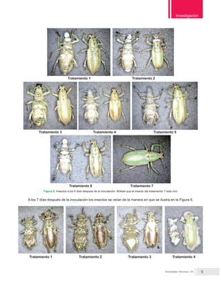 Novedades Técnicas / 24
Investigación
9
Figura 5. Insectos a los 4 días después de la inoculación. Nótese que el insecto del tratamiento 7 está vivo
Tratamiento 1 Tratamiento 2
Tratamiento 3 Tratamiento 4 Tratamiento 5
Tratamiento 6 Tratamiento 7
A los 7 días después de la inoculación los insectos se veían de la manera en que se ilustra en la Figura 6.
Tratamiento 1 Tratamiento 2 Tratamiento 3 Tratamiento 4
 