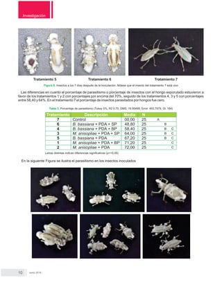 Tratamiento Descripción Media N
7 Control 00,00 25 A
6 B. bassiana + PDA + SP 48,80 25 B
4 B. bassiana + PDA + BP 58,40 25 B C
3 M. anisopliae + PDA + SP 64,00 25 B C
5 B. bassiana + PDA 67,20 25 B C
1 M. anisopliae + PDA + BP 71,20 25 C
2 M. anisopliae + PDA 72,00 25 C
Investigación
Junio 2015
Tratamiento 5 Tratamiento 6 Tratamiento 7
Figura 6. Insectos a los 7 días después de la inoculación. Nótese que el insecto del tratamiento 7 está vivo
Las diferencias en cuanto al porcentaje de parasitismo o porcentaje de insectos con el hongo esporulado estuvieron a
favor de los tratamientos 1 y 2 con porcentajes por encima del 70%, seguido de los tratamientos 4, 3 y 5 con porcentajes
entre 58,40 y 64%. En el tratamiento 7 el porcentaje de insectos parasitados por hongos fue cero.
Tabla 3. Porcentaje de parasitismo (Tukey 5%, R2 0,75, DMS: 18,95499, Error: 493,7979, Gl: 164)
Letras distintas indican diferencias significativas (p<=0,05)
En la siguiente Figura se ilustra el parasitismo en los insectos inoculados
 