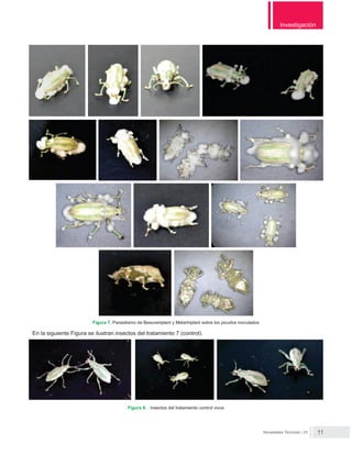 Novedades Técnicas / 23
Investigación
Figura 7. Parasitismo de Beauveriplant y Metarhiplant sobre los picudos inoculados
En la siguiente Figura se ilustran insectos del tratamiento 7 (control).
Figura 8. . Insectos del tratamiento control vivos
 