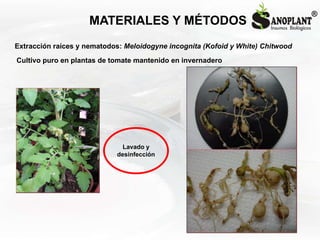 MATERIALES Y MÉTODOS
Extracción raíces y nematodos: Meloidogyne incognita (Kofoid y White) Chitwood
Cultivo puro en planta...