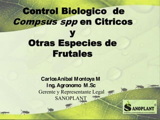 Control Biologico de
Compsus spp en Citricos
            y
   Otras Especies de
        Frutales

      CarlosAnibal M ontoya M
        I ng. Agronomo M .Sc
     Gerente y Representante Legal
             SANOPLANT
 
