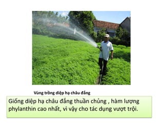 Vùng trồng diệp hạ châu đắng

Giống diệp hạ châu đắng thuần chủng , hàm lượng
phylanthin cao nhất, vì vậy cho tác dụng vượt trội.

 