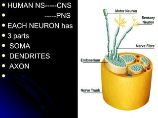 HUMAN NS-----CNS -----PNS EACH NEURON has  3 parts SOMA DENDRITES AXON 