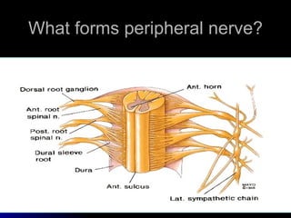 What forms peripheral nerve? 