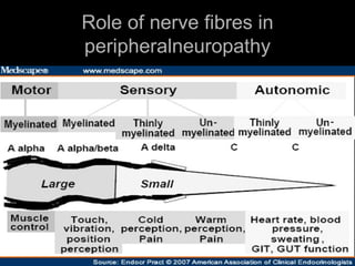 Role of nerve fibres in peripheralneuropathy 