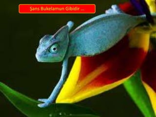 Şans Bukelamun Gibidir …
 