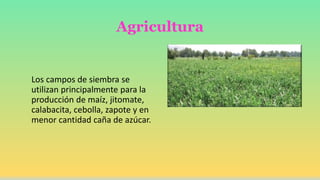 Agricultura
Los campos de siembra se
utilizan principalmente para la
producción de maíz, jitomate,
calabacita, cebolla, zapote y en
menor cantidad caña de azúcar.
 
