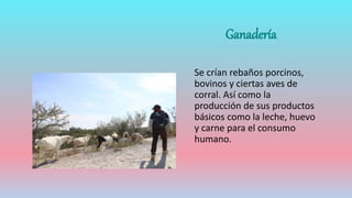 Ganadería
Se crían rebaños porcinos,
bovinos y ciertas aves de
corral. Así como la
producción de sus productos
básicos como la leche, huevo
y carne para el consumo
humano.
 