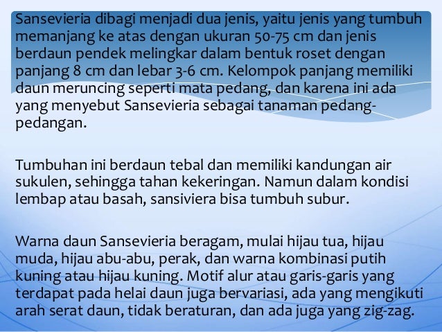 Tanaman Hias Sansevieria Tanaman Hias Sansevieria