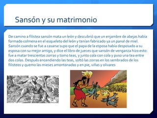 Sansón y su matrimonio
De camino a filistea sansón mata un león y descubrió que un enjambre de abejas había
formado colmena en el esqueleto del león y tenían fabricado ya un panal de miel.
Sansón cuando se fue a casarse supo que el papa de la esposa había desposado a su
esposa con su mejor amigo, y dice el libro de jueces que sansón de venganza hizo esto:
fue a matar trescientas zorras y tomo teas, y junto cola con cola y puso una tea entre
dos colas. Después encendiendo las teas, soltó las zorras en los sembrados de los
filisteos y quemo las mieses amontonadas y en pie, viñas y olivares
 