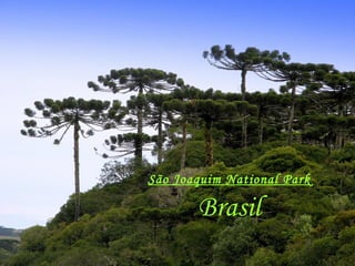 São Joaquim National Park  Brasil 