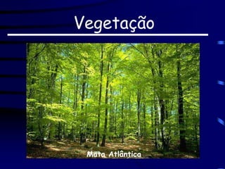 Vegetação
Mata Atlântica
 