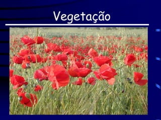 Vegetação
 