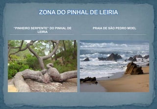 “PINHEIRO SERPENTE” DO PINHAL DE
LEIRIA
PRAIA DE SÃO PEDRO MOEL
 