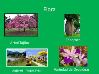 Flora
Arbol Tajibo
Variedad de Orquideas
Toborochi
Lugares Tropicales
 