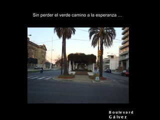 Boulevard  Gálvez Sin perder el verde camino a la esperanza … 