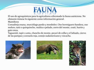 El uso de agroquímicos para la agricultura a diezmado la fauna autóctona. No
obstante tómese lo siguiente como información general.
Mamíferos
Comadreja enana, murciélago pardo y mordedor. Oso hormiguero bandera, oso
melero, tatú o quirquincho, mulita o peludo, zorro del monte, coatí, hurón y
gato onza.
Yaguareté, tapir o anta, chancho de monte, pecarí de collar y el labiado, ciervo
de las pampas y corzuela roja, conejo sudamericano y vizcacha.
 