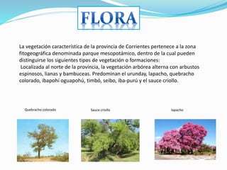 La vegetación característica de la provincia de Corrientes pertenece a la zona
fitogeográfica denominada parque mesopotámico, dentro de la cual pueden
distinguirse los siguientes tipos de vegetación o formaciones:
Localizada al norte de la provincia, la vegetación arbórea alterna con arbustos
espinosos, lianas y bambuceas. Predominan el urunday, lapacho, quebracho
colorado, ibapohí oguapohú, timbó, seibo, iba-purú y el sauce criollo.
lapachoSauce criolloQuebracho colorado
 