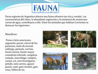 Pocas regiones de Argentina ofrecen una fauna silvestre tan rica y variada. Las
características del clima, la abundante vegetación y la existencia de numerosos
cursos de agua, contribuyen a ello. Entre los animales que habitan Corrientes se
destacan los siguientes:
Mamíferos:
Puma o león americano,
yaguareté, pecarí, ciervo de los
pantanos, ratón de arrozal,
colilarga, pericote, zorrino,
hurón menor, hurón mayor,
comadreja colorada, zarigüeya
orejuda, murciélago, vampiro,
carayá, caí, osos hormiguero,
peludo, tatú carreta, aguará
guazú, coatí, gato montés, gato
onza, lobito de río.
 