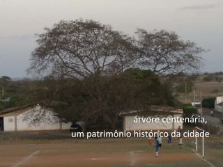 árvore centenária,  um patrimônio histórico da cidade 