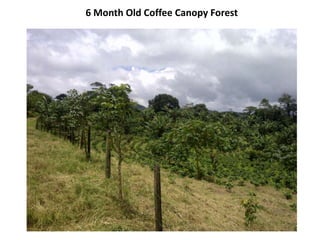 6 Month Old Coffee Canopy Forest
 